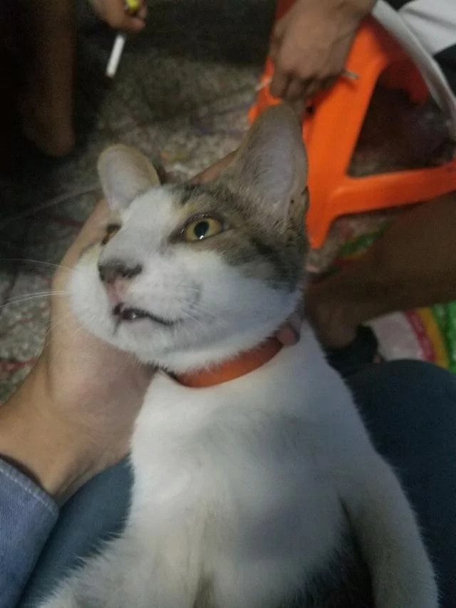 发现家里猫咪有点不对劲 抱起一看它的脸 笑翻了!