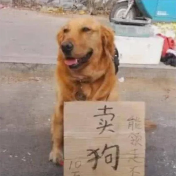 金毛坐路边要价10万 看到它面前的牌子 路人抢着要 却带不走它!