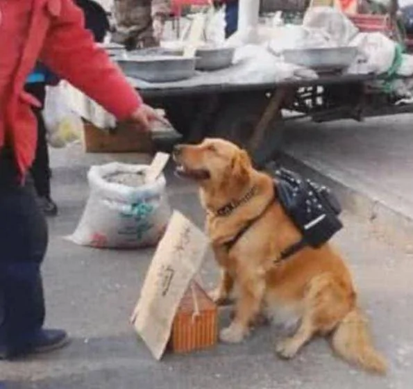 金毛坐路边要价10万 看到它面前的牌子 路人抢着要 却带不走它!