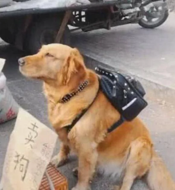 金毛坐路边要价10万 看到它面前的牌子 路人抢着要 却带不走它!