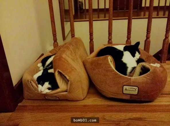 15种凡人永远都不会明白的“喵星人逻辑” 猫奴看了表示超中肯啊!