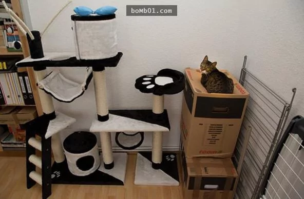 15种凡人永远都不会明白的“喵星人逻辑” 猫奴看了表示超中肯啊!