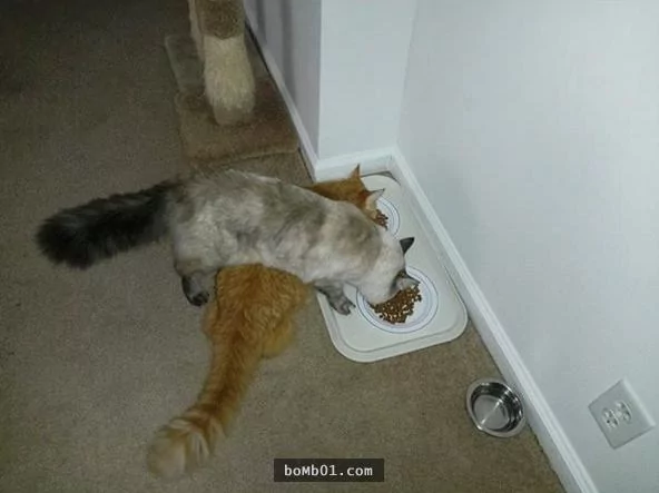 15种凡人永远都不会明白的“喵星人逻辑” 猫奴看了表示超中肯啊!