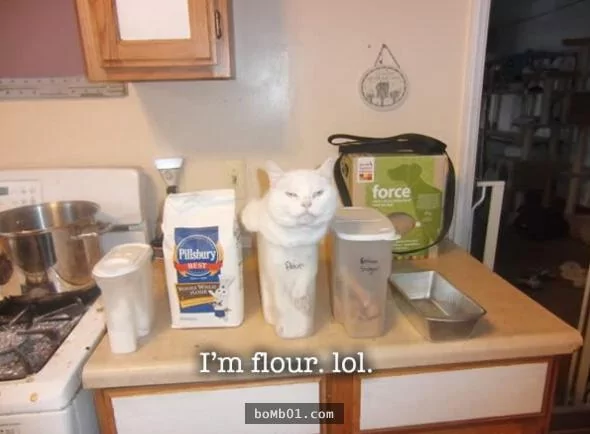 15种凡人永远都不会明白的“喵星人逻辑” 猫奴看了表示超中肯啊!