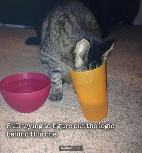 15种凡人永远都不会明白的“喵星人逻辑” 猫奴看了表示超中肯啊!