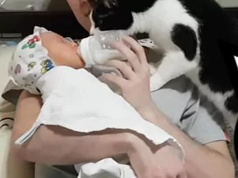 猫咪第一次看到小主人 猫咪:什么东西 还会动 吓死本喵了!