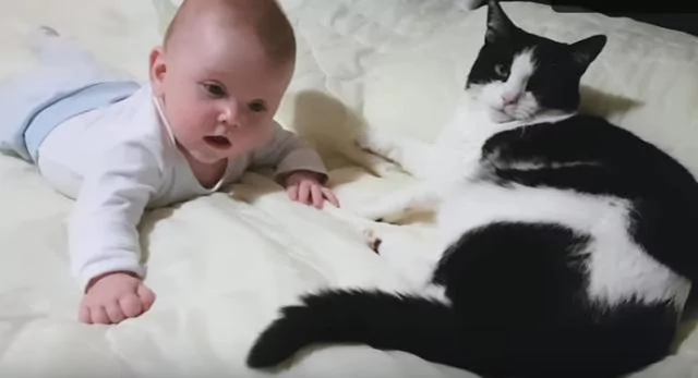 猫咪第一次看到小主人 猫咪:什么东西 还会动 吓死本喵了!