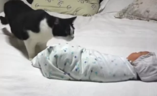 猫咪第一次看到小主人 猫咪:什么东西 还会动 吓死本喵了!