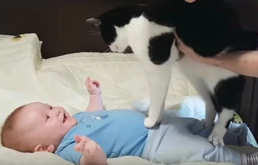 猫咪第一次看到小主人 猫咪:什么东西 还会动 吓死本喵了!