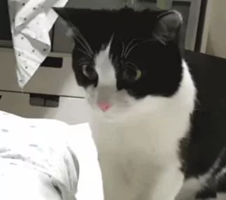 猫咪第一次看到小主人 猫咪:什么东西 还会动 吓死本喵了!
