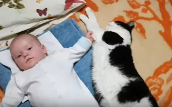 猫咪第一次看到小主人 猫咪:什么东西 还会动 吓死本喵了!