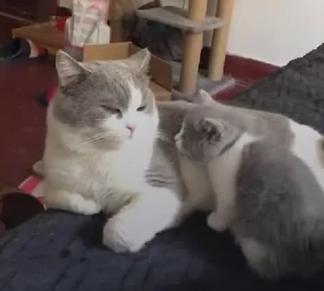 小喵喵“来找猫爸玩儿 猫爸爸很不爽 使出无影连环脚:别烦我 找你妈去!