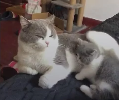 小喵喵“来找猫爸玩儿 猫爸爸很不爽 使出无影连环脚:别烦我 找你妈去!