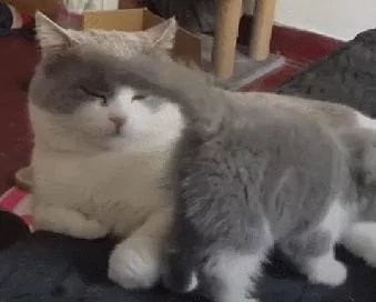 小喵喵“来找猫爸玩儿 猫爸爸很不爽 使出无影连环脚:别烦我 找你妈去!