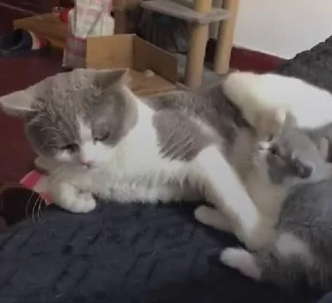 小喵喵“来找猫爸玩儿 猫爸爸很不爽 使出无影连环脚:别烦我 找你妈去!