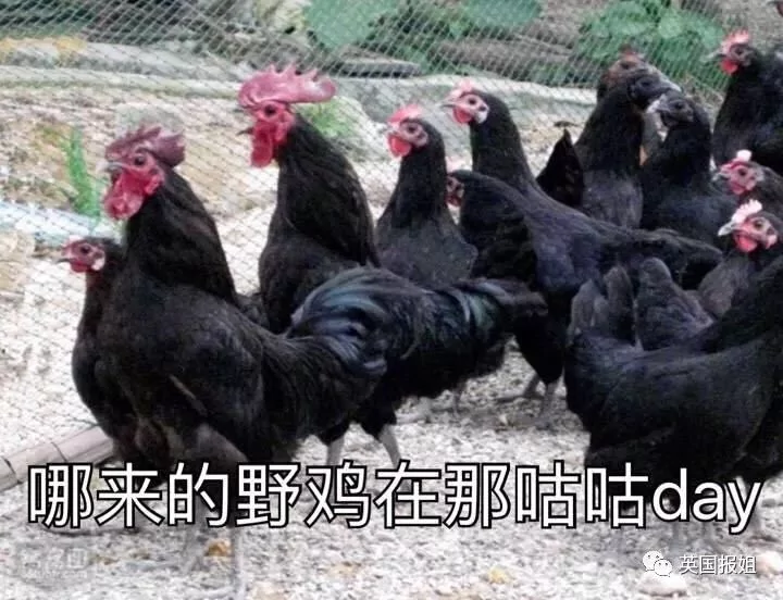 美国小城一物种泛滥 成当地一景 居民不堪其扰!