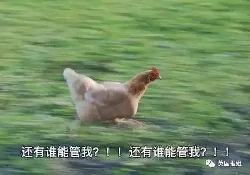 美国小城一物种泛滥 成当地一景 居民不堪其扰!