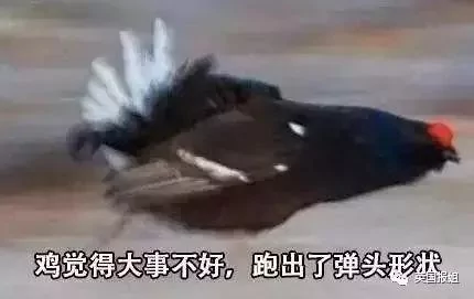美国小城一物种泛滥 成当地一景 居民不堪其扰!