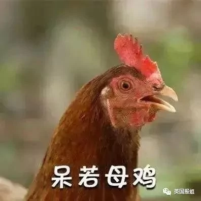 美国小城一物种泛滥 成当地一景 居民不堪其扰!
