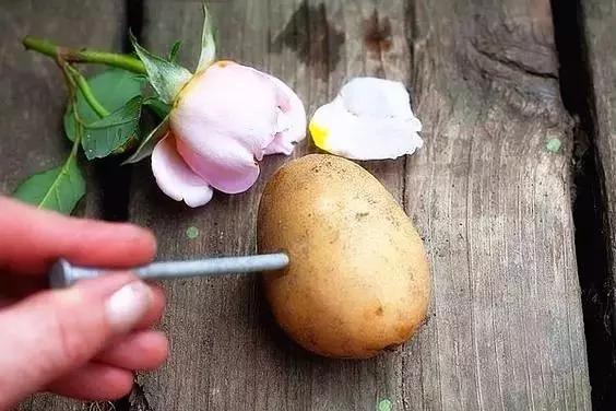她把玫瑰插在馬鈴薯上 沒想到最後竟然長成了這樣…