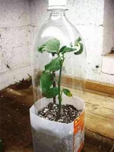 她把玫瑰插在馬鈴薯上 沒想到最後竟然長成了這樣…