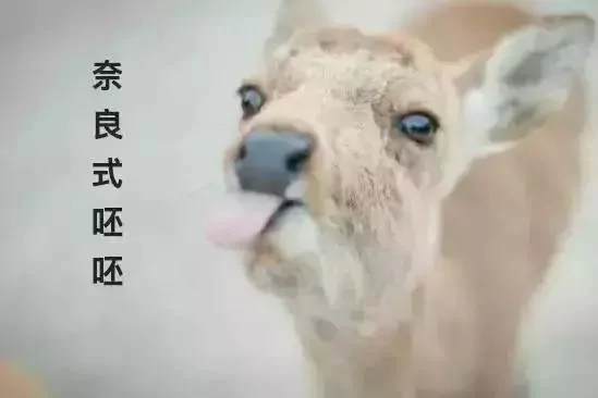 奈良的鹿讨厌中国大陆游客?真相原来是这样