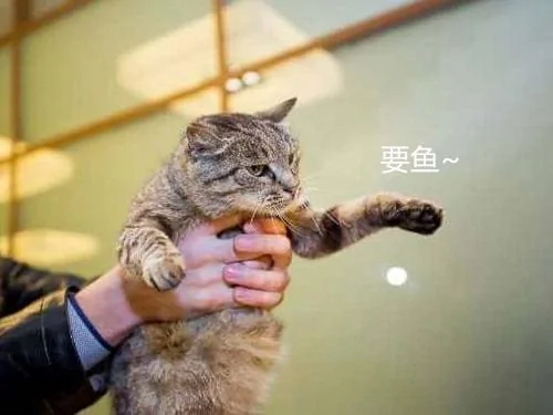 海鲜店频频遭遇小偷 一周损失7千多 查看监控找到元凶笑翻了