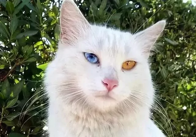 拥有宝石一般璀璨夺目的眼睛 土耳其梵猫 美艳极了!