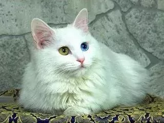拥有宝石一般璀璨夺目的眼睛 土耳其梵猫 美艳极了!