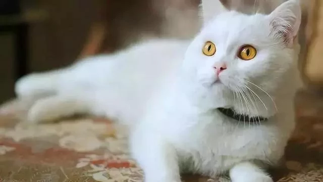 拥有宝石一般璀璨夺目的眼睛 土耳其梵猫 美艳极了!