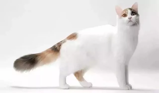 拥有宝石一般璀璨夺目的眼睛 土耳其梵猫 美艳极了!