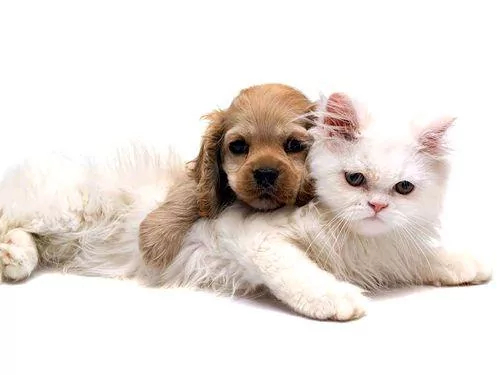 小猫第一次见到家里狗狗 瞬间吓到炸毛 30秒后主人被逗乐!