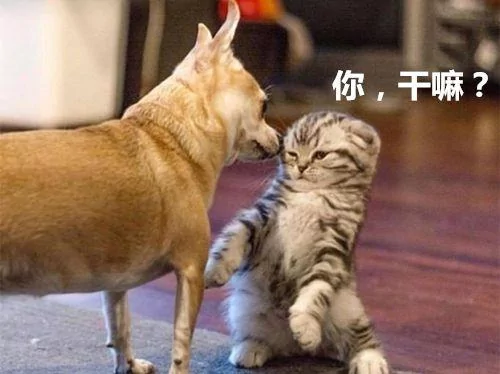 小猫第一次见到家里狗狗 瞬间吓到炸毛 30秒后主人被逗乐!