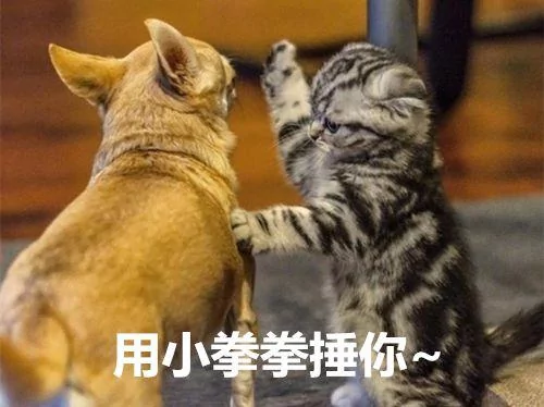 小猫第一次见到家里狗狗 瞬间吓到炸毛 30秒后主人被逗乐!