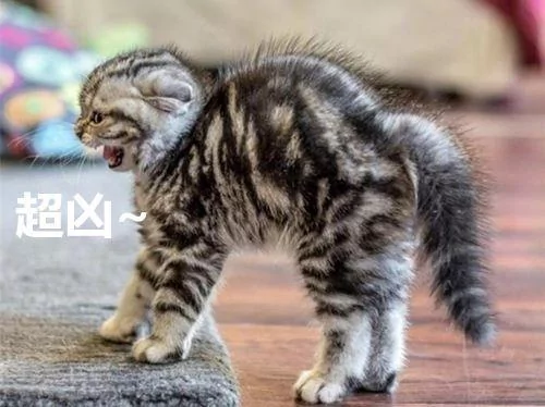 小猫第一次见到家里狗狗 瞬间吓到炸毛 30秒后主人被逗乐!