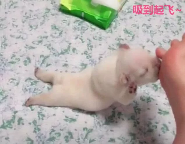 网友正在看电视 忽觉脚指头一热 低头一看笑喷了!