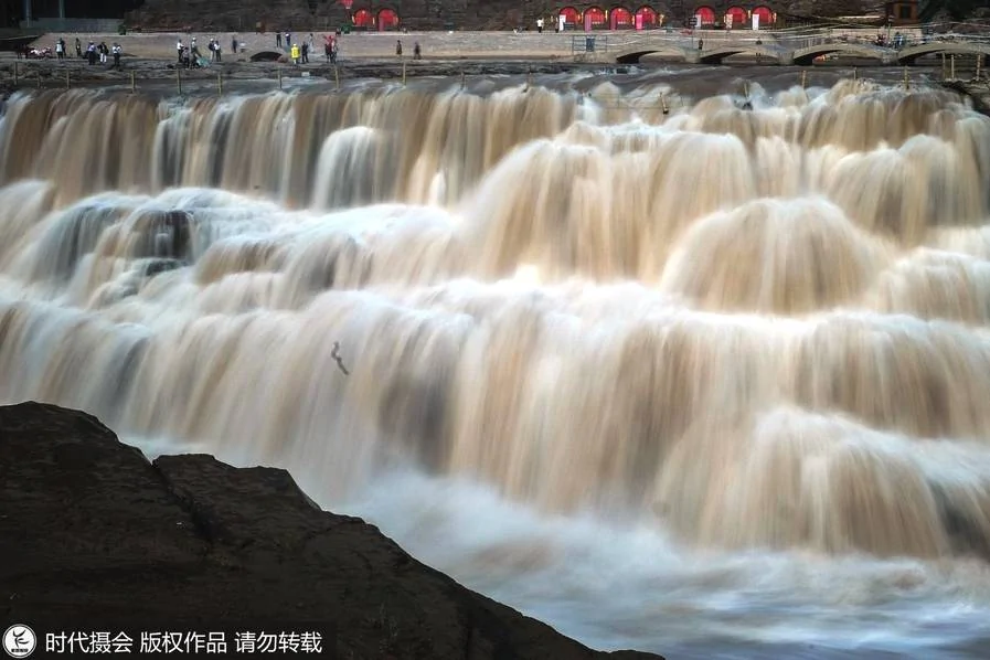 黄河壶口瀑布汛期浊浪滔天 洪峰过境将关闭景区!