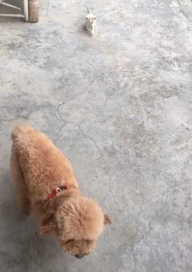 一只被丢弃的小猫咪 死命追着小狗当妈妈 耍赖成功被带回家!