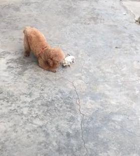 一只被丢弃的小猫咪 死命追着小狗当妈妈 耍赖成功被带回家!