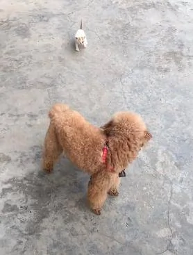 一只被丢弃的小猫咪 死命追着小狗当妈妈 耍赖成功被带回家!