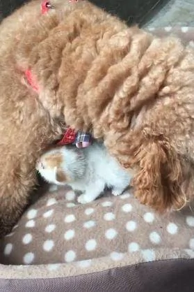 一只被丢弃的小猫咪 死命追着小狗当妈妈 耍赖成功被带回家!