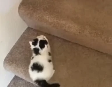 狗狗嫌小奶猫爬楼梯太慢 叼着小奶猫的头 把它运上去了!