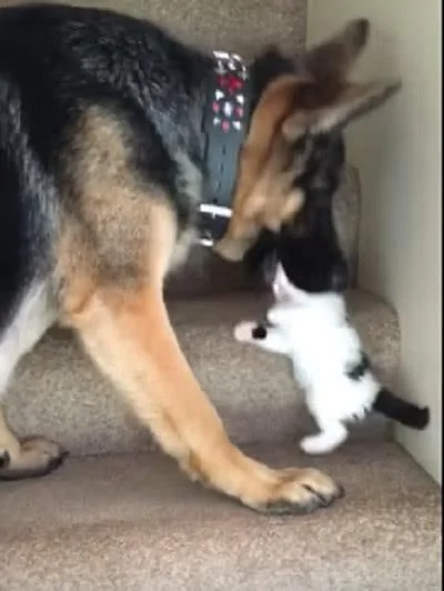 狗狗嫌小奶猫爬楼梯太慢 叼着小奶猫的头 把它运上去了!