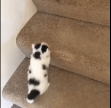 狗狗嫌小奶猫爬楼梯太慢 叼着小奶猫的头 把它运上去了!
