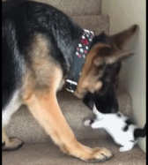 狗狗嫌小奶猫爬楼梯太慢 叼着小奶猫的头 把它运上去了!