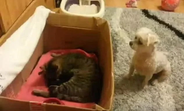 猫咪生了一窝小宝宝 狗狗觉得好奇 站起来往里看!