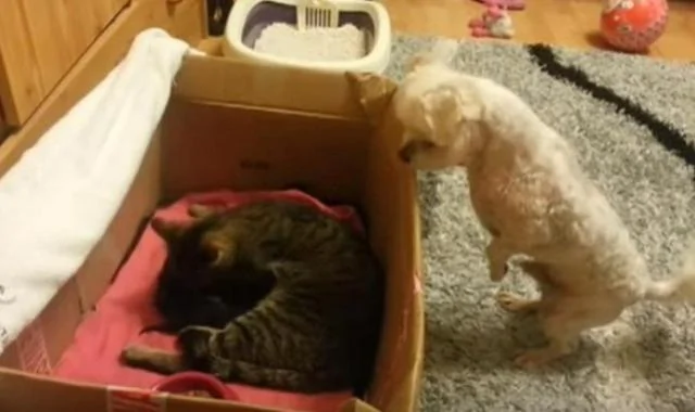 猫咪生了一窝小宝宝 狗狗觉得好奇 站起来往里看!