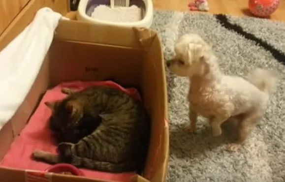 猫咪生了一窝小宝宝 狗狗觉得好奇 站起来往里看!