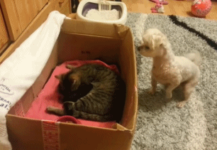 猫咪生了一窝小宝宝 狗狗觉得好奇 站起来往里看!