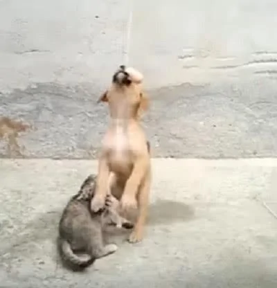 猫咪放弃跟狗狗争抢食物 没想到竟然“天降火腿 猫咪:耶~开心!